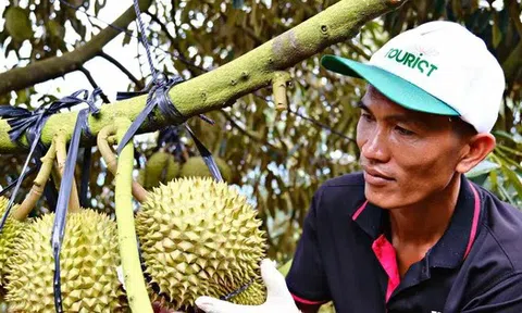 Cảnh trái ngược trên thị trường sầu riêng Lâm Đồng