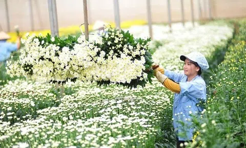 Lá tre bỗng dưng đắt khách, loài hoa dân dã trở thành 'ngôi sao'