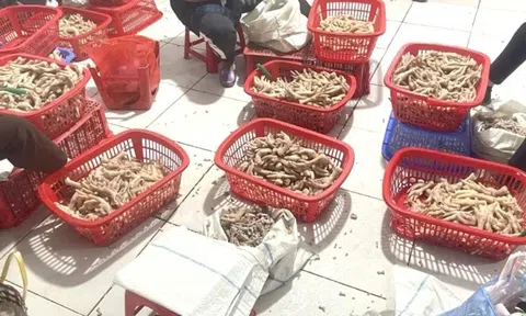 Thu giữ trên 3,5 tấn chân gà ‘bẩn’ ở khu vực biên giới