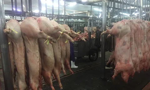 Giá heo hơi hôm nay 20-11: Tăng mạnh ở chợ đầu mối