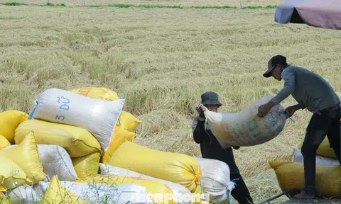 Philippines dừng nhập khẩu, Bộ Công Thương đề nghị doanh nghiệp mua lúa cho dân