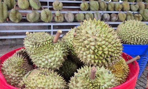 Sầu riêng rớt giá vì lý do bất ngờ