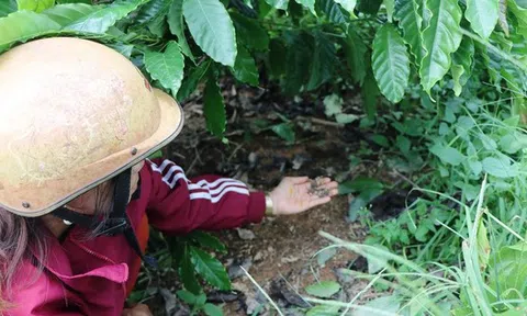 Hoang mang vì phân bón không tan sau gần 1 tháng