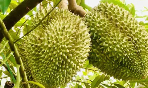 Thủ tướng Chính phủ chỉ đạo Bộ Công an điều tra, đảm bảo an ninh chuỗi cung ứng sầu riêng