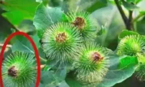 Cỏ dại người thường không ai hái, ai tinh mắt đem bán bỗng vớ được “mỏ tiền”