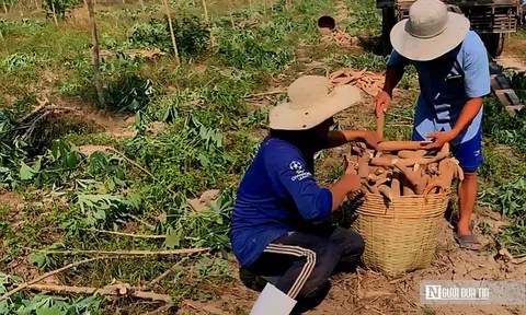 Giá sắn lao dốc, nông dân “càng làm càng lỗ”