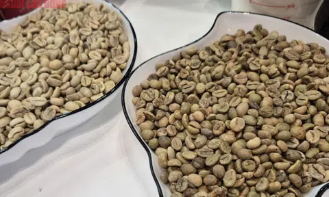 Giá cà phê hôm nay, 28-10: Giảm rất mạnh do bị bán tháo