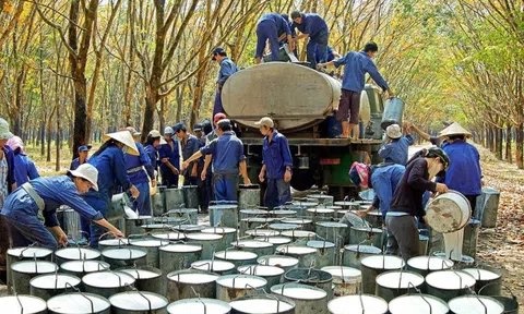 "Vàng trắng" tăng giá, đại gia trong ngành này báo lãi gấp đôi