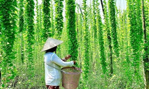 Nông dân đổi đời nhờ trồng loại cây mọc dại: "Đếm lá tính tiền", thu về 2 tỷ/năm