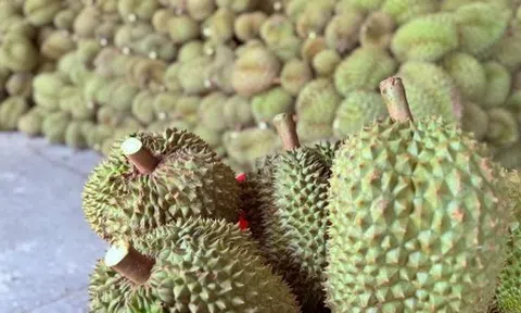 Xôn xao thông tin các kho ngừng thu mua sầu riêng: Thương lái, nhà vườn lo lắng