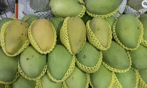 Giá nông thủy sản miền Tây: Nhà vườn không còn xoài cát Hòa Lộc để bán