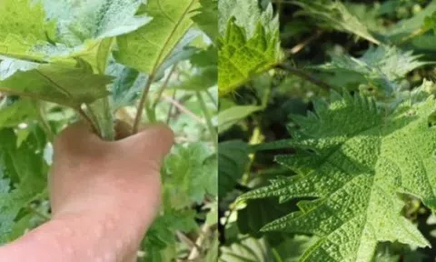 Việt Nam có giống cây chạm vào là ngứa, dân khéo biến hóa thành “mỏ tiền”