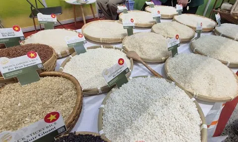 Vì sao Việt Nam chi 1 tỉ USD nhập khẩu gạo chỉ trong 7 tháng?