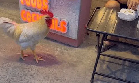 Gà đi lạc vào tiệm cà phê mèo ở TPHCM, được tắm sữa tắm, chăm như con cưng