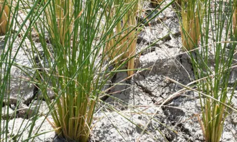 ‘Sóng gió’ đến với nông nghiệp của nền kinh tế lớn thứ 2 châu Á: Giá gạo chưa hết ‘bão’, loạt lương thực quan trọng chuẩn bị tăng giá phi mã vì lý do này