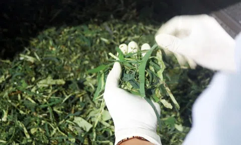 Trồng loại cây bán được từ lá đến củ, một người ở Đồng Tháp thu 150 triệu/tháng