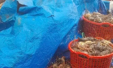 20 triệu con tôm hùm chết trong lũ, nghề nuôi tôm hùm ở Đắk Lắk 'gần như xoá sổ'