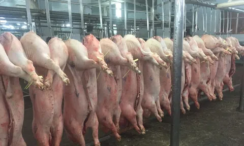 Giá heo hơi hôm nay, 15-12: Heo từ hộ chăn nuôi nhỏ lẻ có giá cao hơn công ty