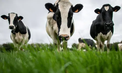 Trung Quốc ‘trả đũa’