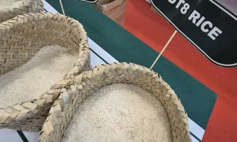 Thông tin mới nhất về việc Philippines tạm ngừng nhập khẩu gạo