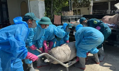 Quảng Ngãi đề nghị Trung ương hỗ trợ 106 tỉ khắc phục hậu quả dịch tả heo châu Phi