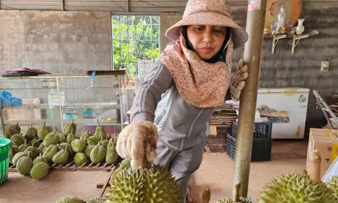 Sầu riêng rớt giá do... ông trời