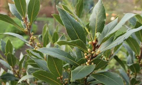 Một loại lá dân dã của Việt Nam bất ngờ được săn lùng với giá đắt đỏ: Xuất khẩu tăng 300%, là vị dược liệu quý hiếm ít quốc gia sở hữu