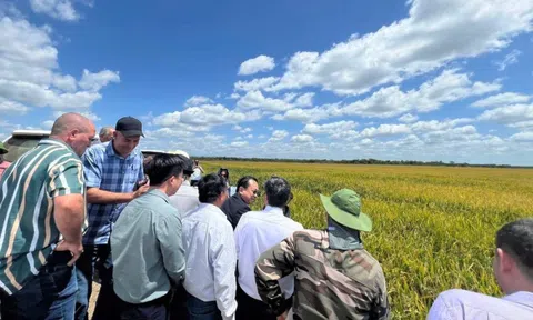 “Bí mật” tại Cuba giúp giống lúa Việt Nam "gây bão": Khiến giới nông nghiệp Cuba ngỡ ngàng