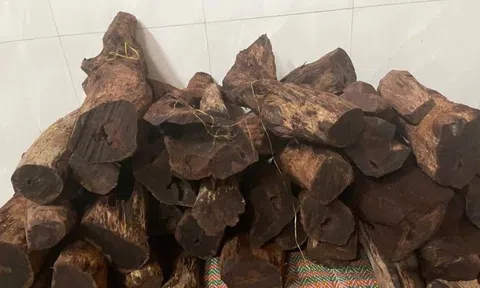 Gỗ mán đỉa 'sốt giá' bất thường