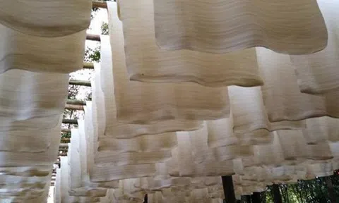 Hàng chục nghìn tấn 'vàng trắng' của Việt Nam được Malaysia đổ tiền mua: xuất khẩu tăng hơn 300%, nước ta sở hữu diện tích trồng hơn 900.000 ha