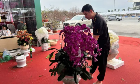 Vắng bóng chậu lan tiền tỉ, lan hồ điệp "mini" hút khách dịp Tết Bính Ngọ 2026