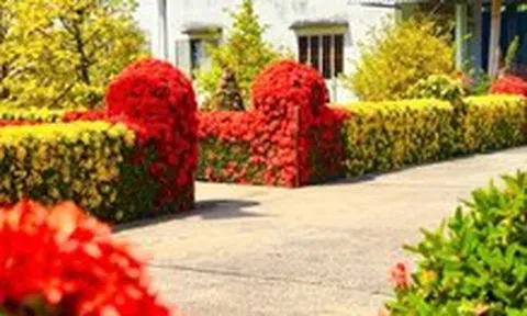 Về Đồng Tháp ngày Tết ngắm đường mai và hàng bông trang bừng nở rực rỡ