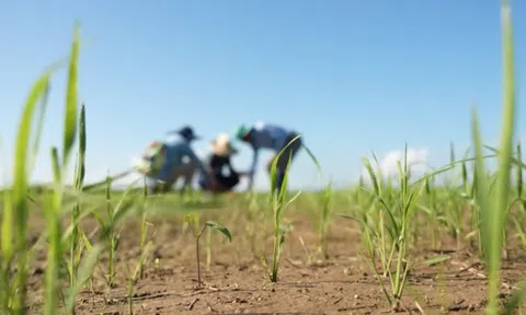 Mang một thứ sang Cuba, kỹ sư Việt khiến nông dân "không tin nổi"