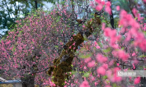 Cận cảnh đào cổ thụ Tây Bắc phủ rêu xuống phố