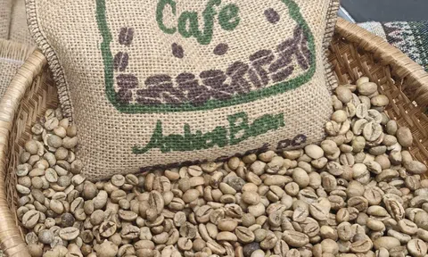 Giá cà phê hôm nay 23-2: Dự báo từ Tổ chức Cà phê quốc tế