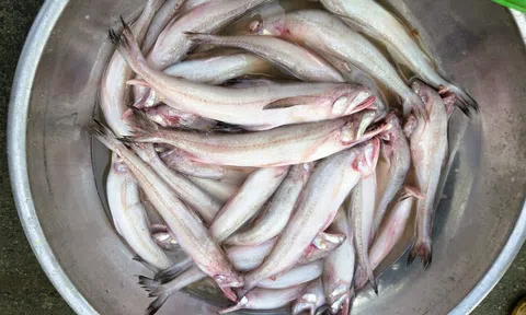 Gần 1 triệu đồng/kg cá khoai, ngư dân hồ hởi "xông biển" ngày đầu năm mới