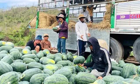 Giá dưa hấu còn 1.000 đồng/kg, nhiều hộ trồng lỗ hàng trăm triệu đồng