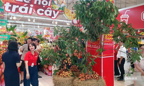 Vải Hải Dương lên kệ siêu thị tại Hải Phòng