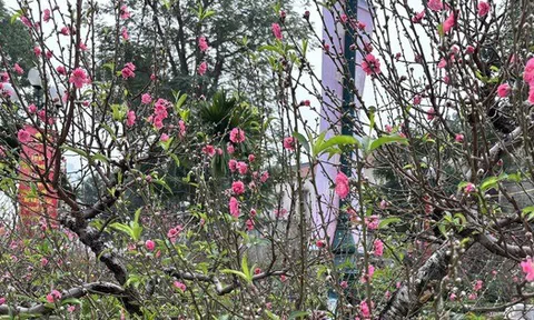 "Cụ" đào trăm năm tuổi, giá thuê 120 triệu đồng giữa phố Hà Nội