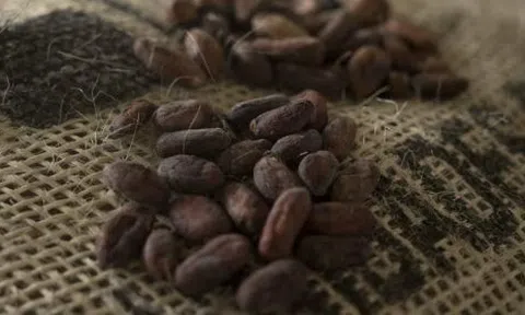 Sốt giá suốt 2 năm liên tiếp, giá loại hạt được gọi là 'thức ăn của các vị thần' bất ngờ rơi xuống thấp nhất 20 tháng - chuyện gì đang xảy ra?