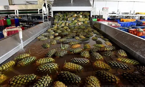 Không phải sầu riêng, loại quả của Việt Nam bất ngờ đắt hàng kỷ lục: xuất khẩu tăng hơn 100%, nông dân được mùa được giá