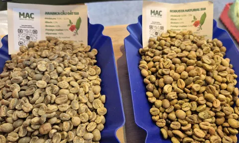Giá cà phê hôm nay 29-1: Bốc hơi 3 con số