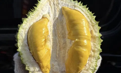 Giá sầu riêng Musang King rẻ đến bất ngờ