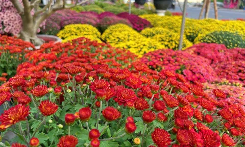 Hoa kiểng Tết đổ về TP.HCM dù mới Noel