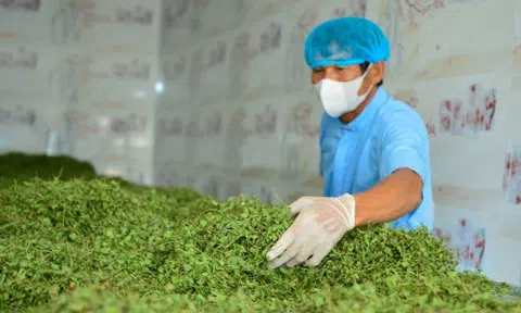 Nông dân Thanh Hóa giàu lên nhờ rau má