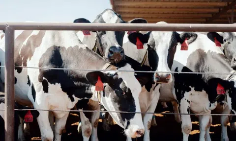 Cách nước Mỹ nuôi bò: Cho đeo vòng thông minh 200 USD/chiếc, phát hiện bệnh sau 60 giây, quản lý cả trang trại chỉ với chiếc điện thoại