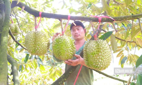Sầu riêng chưa chín, nỗi lo đã đầy vườn ở Đắk Lắk