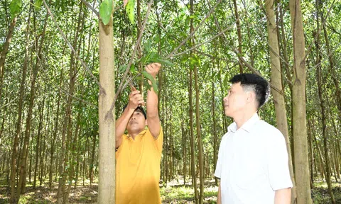 Điểm sáng mô hình trồng rừng chứng chỉ FSC ở Đồng Nai