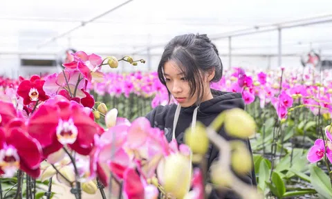Đầu tư 10 tỉ đồng trồng loài hoa "quý tộc" bán cho người dân chơi Tết