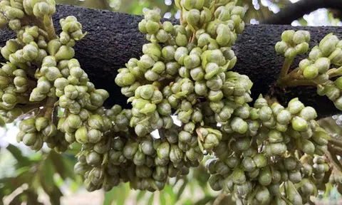 Trung Quốc chi tiền cao kỷ lục để nhập một mặt hàng từ Việt Nam